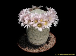 Mammillaria pectinifera 1336